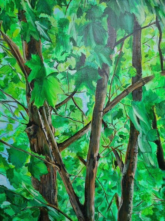 Green maples in summer day